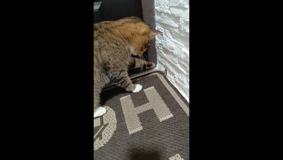 Kyiv cat plays with lizard