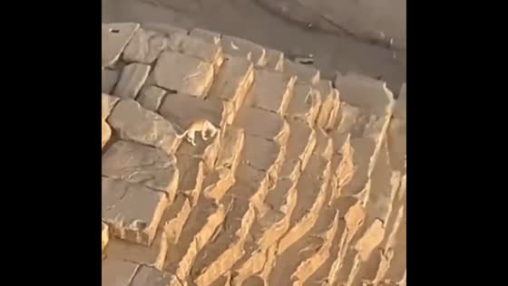Dog spotted at the top of the Great Pyramid of Giza