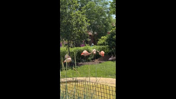 Flamingos have a funny squabble at Cleveland Metroparks Zoo in Cleveland, USA