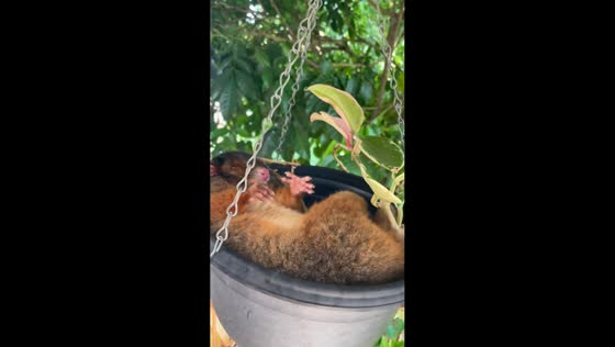 Possum peacefully naps in hanging pot in Brisbane, Australia