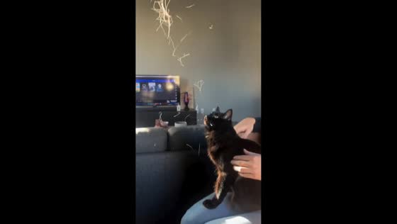 Black domestic shorthair plays with shed fur in Oakland, California, USA