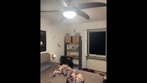 Bats invade bedroom in Bamberg, Germany
