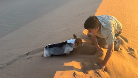Corgi struggles to climb desert dune in Ningxia, China