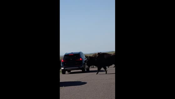 Bison cross road at Rocky Mountain Arsenal, halting traffic in Denver, Colorado