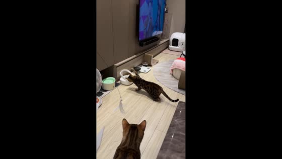 Frustrated cat taps feeder over food restriction in Taichung, Taiwan