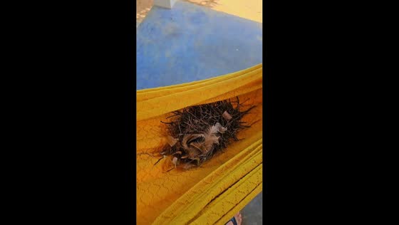 Bird builds nest in hammock with eggs in Tabira, Brazil