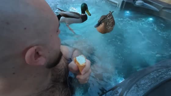 Ducks unexpectedly join couple in hot tub at lodge in Wales, UK
