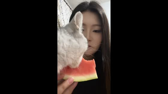 Cat shares watermelon with owner in Tianjin, China