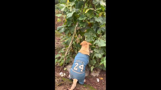 Labrador enjoys cucumber from garden in Sichuan, China