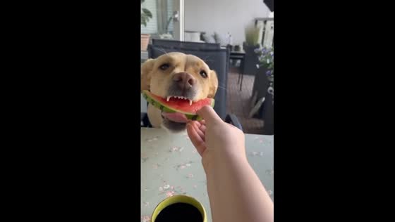 Dog’s watermelon eating habits: Labrador vs. Golden retriever