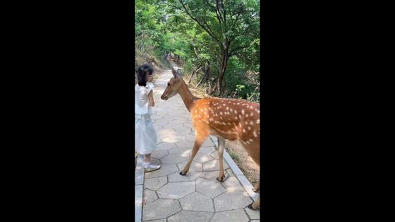Sika deer gently taps girl before accepting food in Shaanxi, China