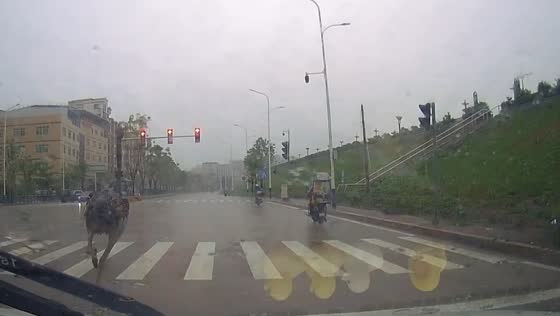 Ostrich unexpectedly runs across busy intersection in Chaozhou, China