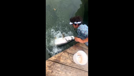 Thrilling tarpon feeding moment caught on camera in Islamorada, Florida