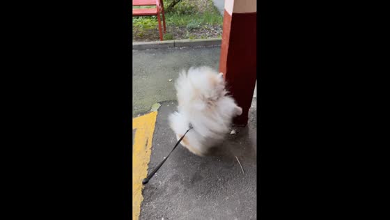 Elvis's unique ritual: walking on paws after marking territory