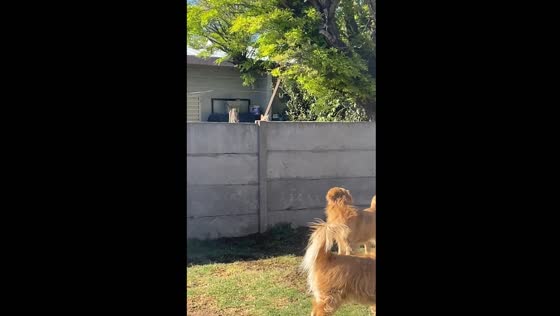 Cat provokes dogs at fence in Argentina