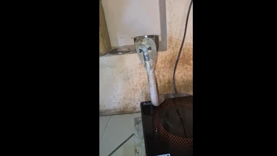 Cobra found on cooktop in Gujarat home
