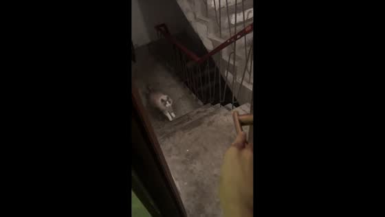 Cat slips and tumbles down stairs in Jiangsu, China