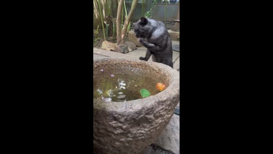 Cat uses paw to drink from water pot in Shanghai, China