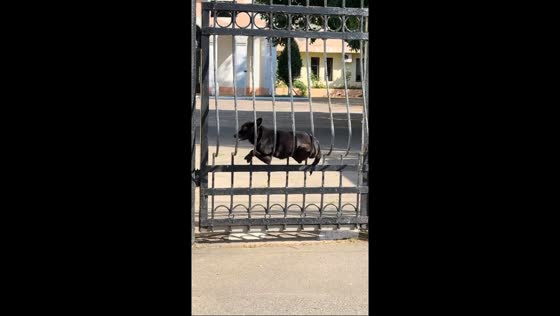 Dog relaxes on gate at Lanzheron Beach in Odesa, Ukraine