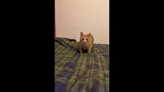 Kitten hilariously approaches owner in slow-motion in Hubei, China