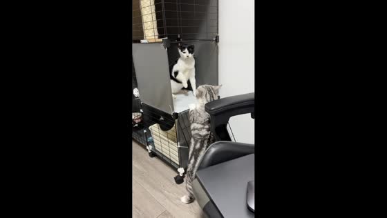 Cats play tap battle in Guangdong, China