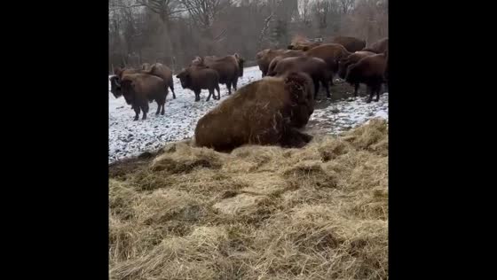 Bison enjoys rolling in fresh hay at Bronx Zoo in New York, USA
