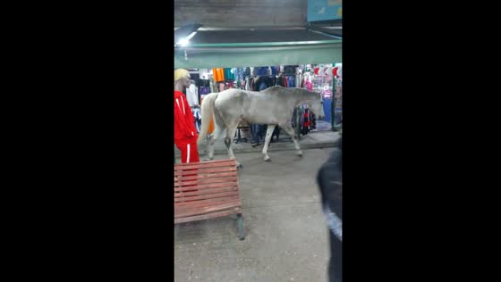 Horse wanders into stalls in Buenos Aires, Argentina