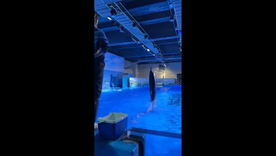Dolphin appears to walk upright on water in Fujian, China