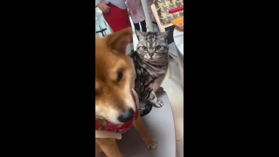 Cat’s intense glare makes dog avoid eye contact in Yunnan, China