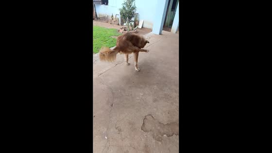 Dog balancing and walking on two front legs in General Artigas, Paraguay
