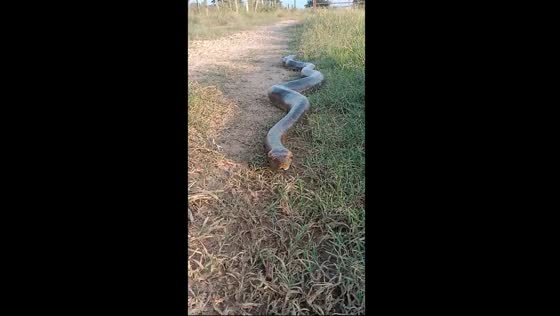 Massive anaconda searches for new nest in Ariporo, Colombia
