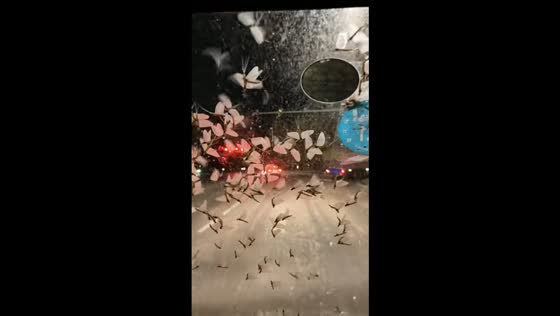 Swarm of mayflies covers car windshield in Jilin, China