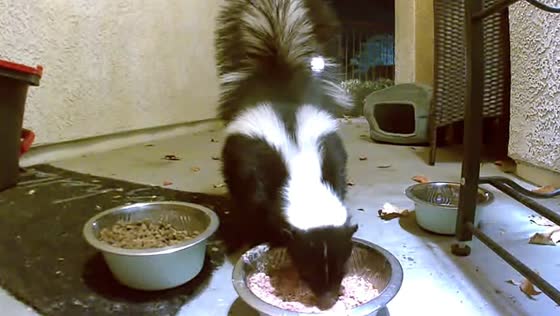 Animals eat food set out for cat in Lake Elsinore, California