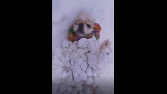 Furry friend's snowy adventure: a dog's journey through sticky snow