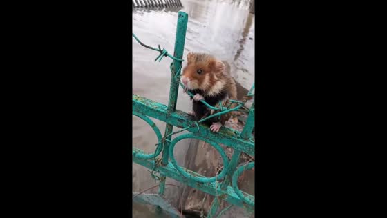 Rescuer saves hamster from floodwaters: dramatic scene in Petropavlovsk