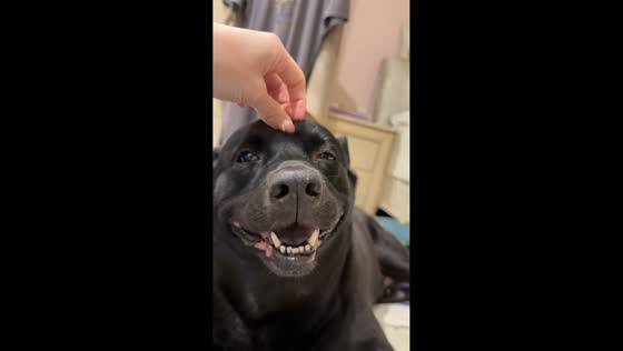 Relaxed dog enjoys gentle massage in Taichung, Taiwan