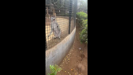 Hilarious monkey mishap caught on camera!