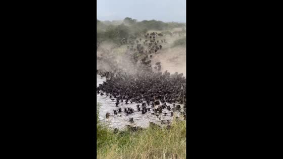 Wildebeest and zebras cross river in dramatic Great Migration scene in Arusha, Tanzania