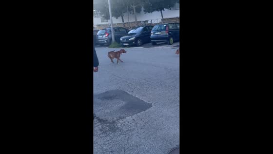Dog hilariously chases a chicken in Lisbon, Portugal