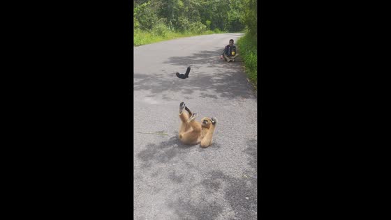 Gibbon tosses toy with its feet before throwing it into bushes in Yunnan, China