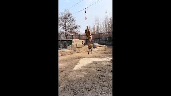 Powerful tiger leaps to grab hanging meat at zoo in Henan, China