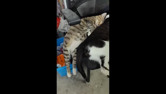 Sleepy cats on a chair in Chongqing, China