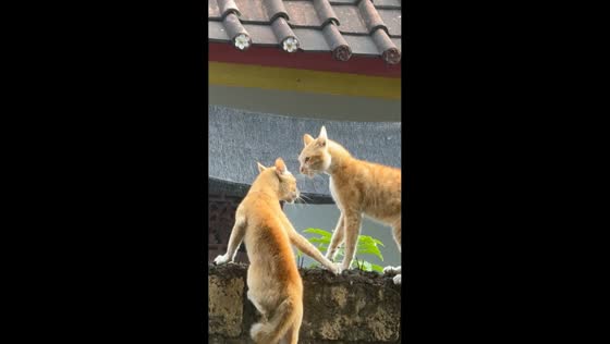 Arguing cats on a wall in Singaraja, Indonesia