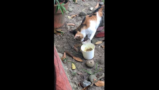 Peculiar feeding habits: stray cat scoops food with paw
