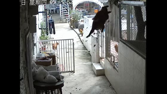 Dog falls from roof in Fujian, China