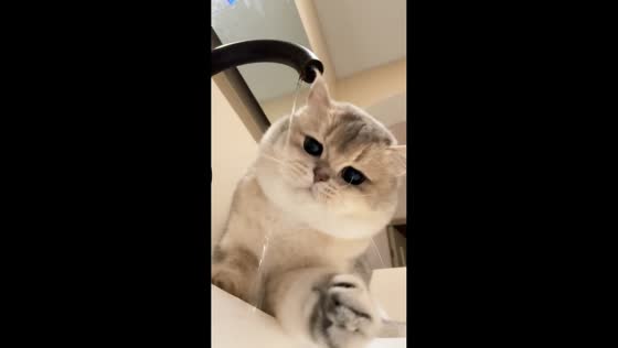 Cat curiously plays with dripping faucet in Shanghai, China