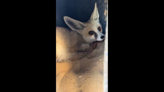 Desert fox found resting inside tire in Riyadh, Saudi Arabia