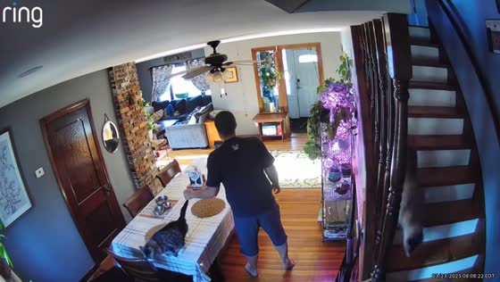 Man startled by unexpected noise while greeting cat in New Hampshire, USA