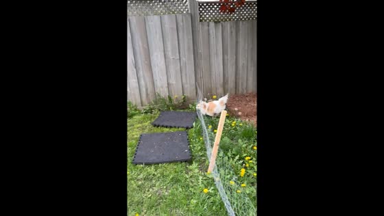 Dog hits suspended wire fence while chasing rabbit in Toronto garden