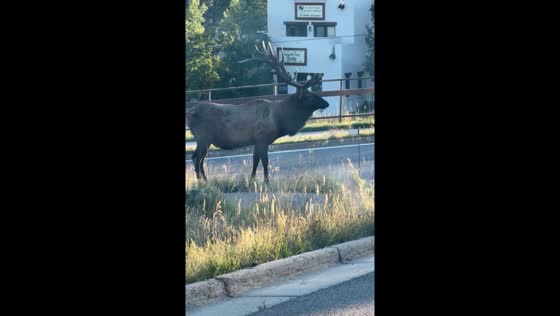 Large bull elk spotted grazing near road in Evergreen, Colorado